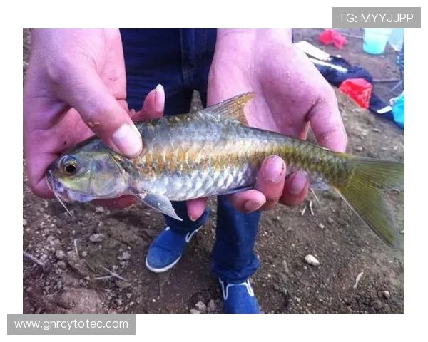 博鱼APP优惠活动与福利礼包领取攻略助你轻松赢取丰厚奖励